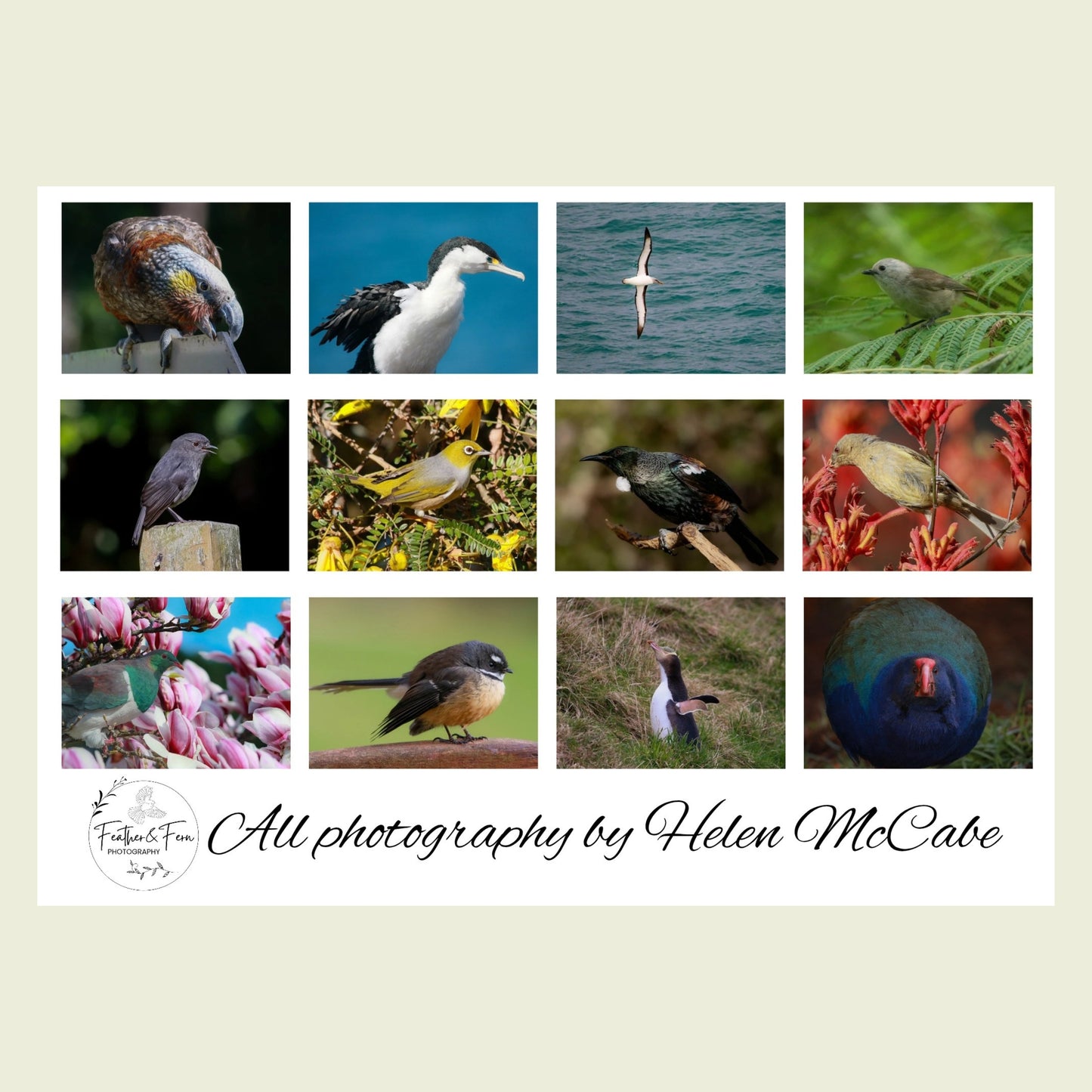 2026 Birds of Aotearoa NZ Calendar