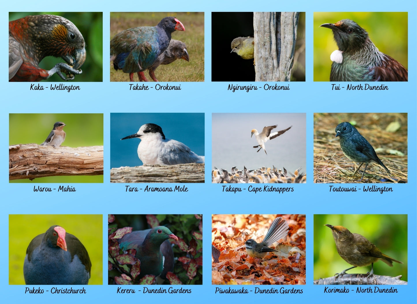 2025 Birds of Aotearoa NZ Calendar