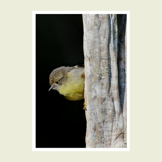 Folded greeting card - Female Tomtit