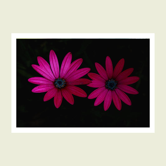 Folded greeting card - African Daisies