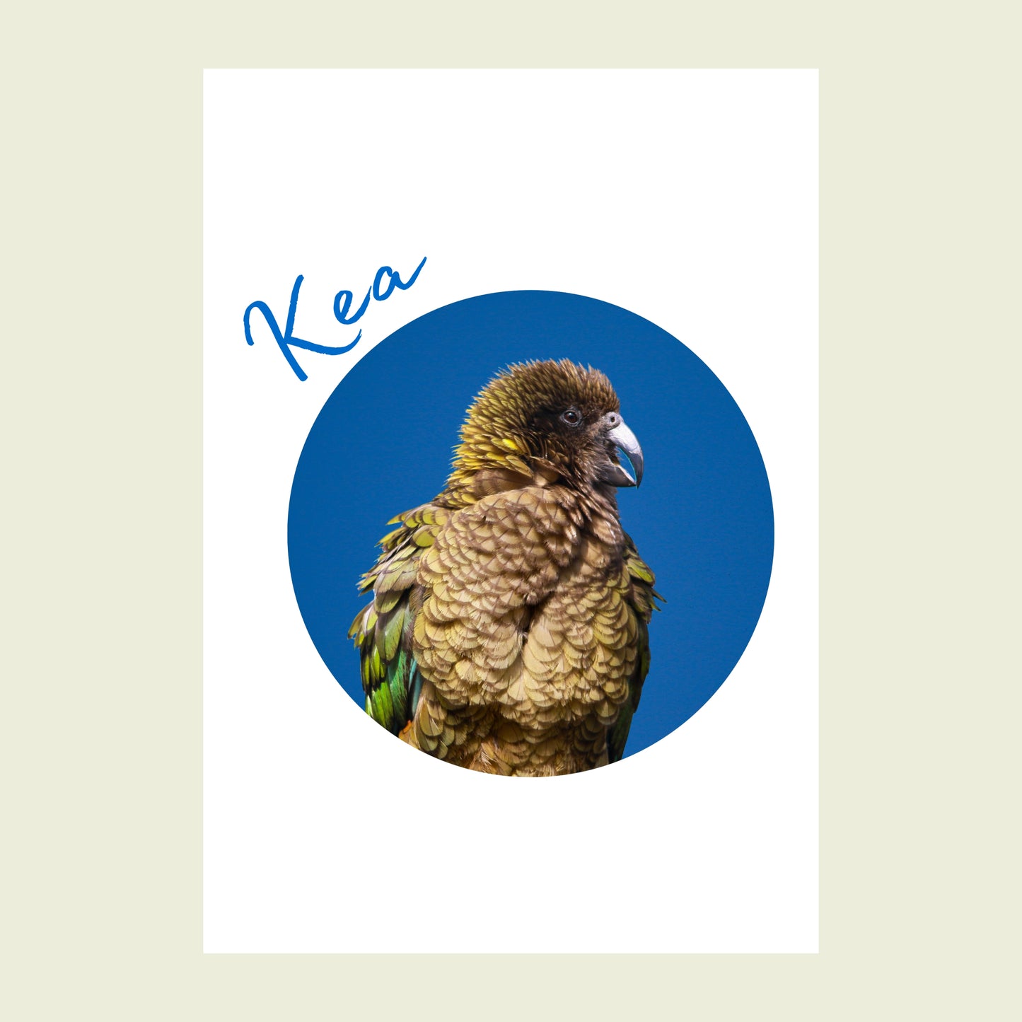 Folded greeting card - Kea Circle