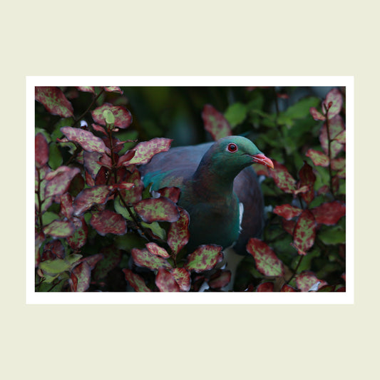 Folded greeting card - Kereru