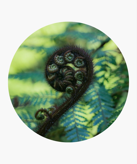 'Unfurling Fronds' decal - reusable