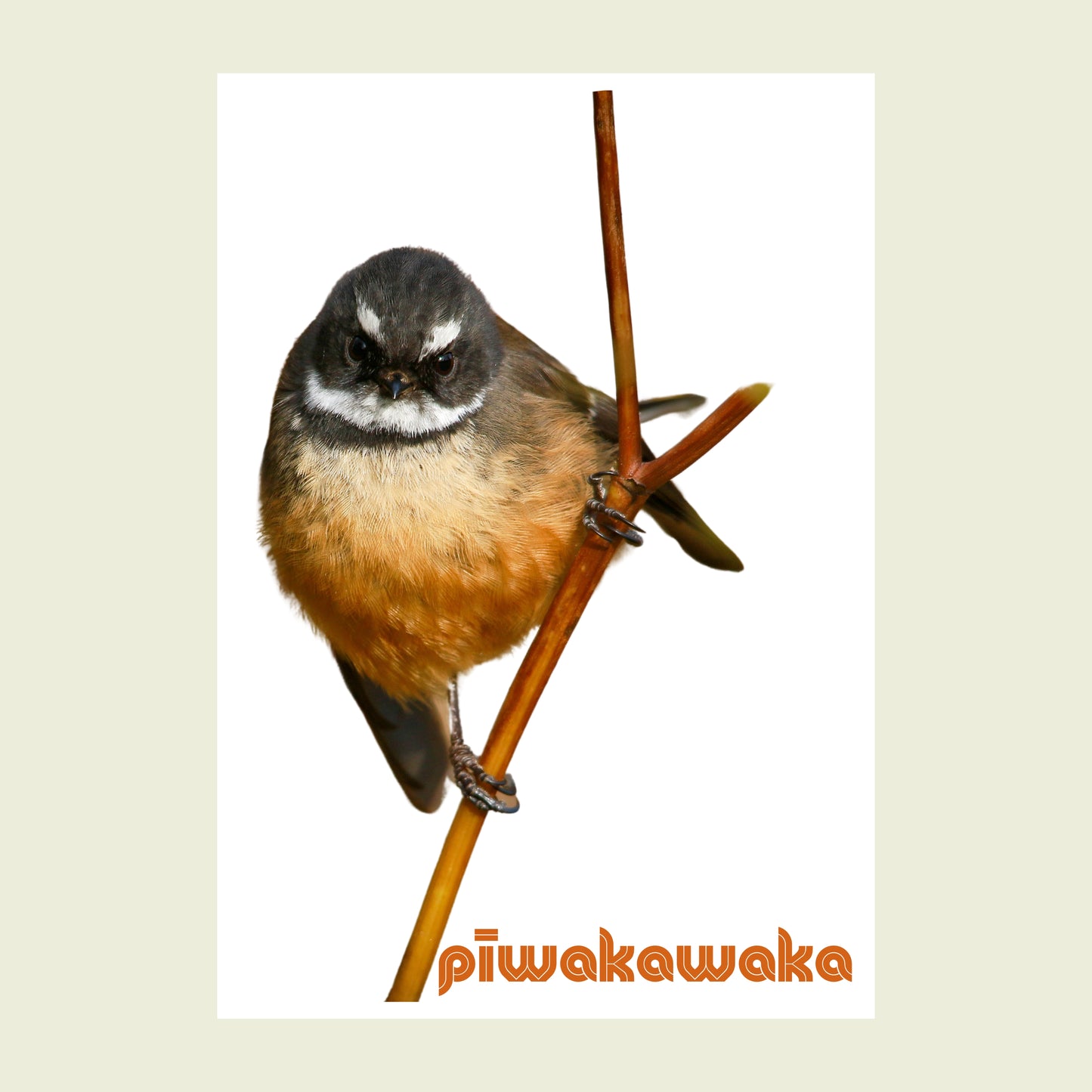 Folded greeting card - Piwakawaka