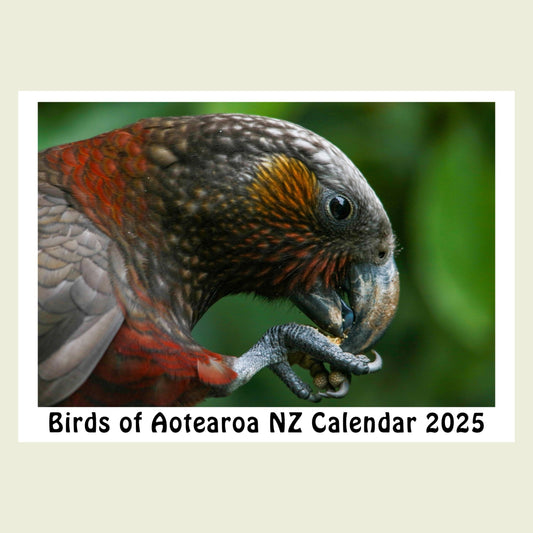 2025 Birds of Aotearoa NZ Calendar